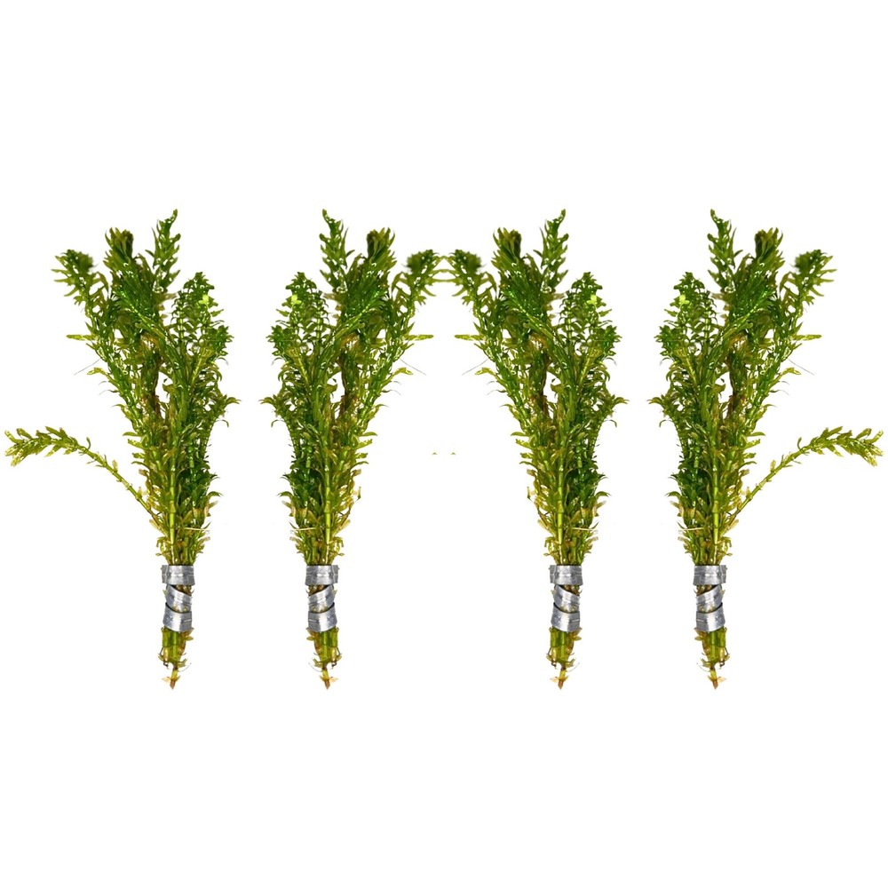 Anacharis and Hornwort Bundle