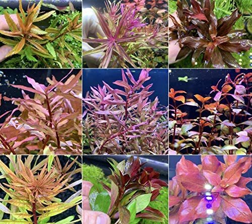 Beginner Live Aquarium Plants Bundle Live Aquarium Plants