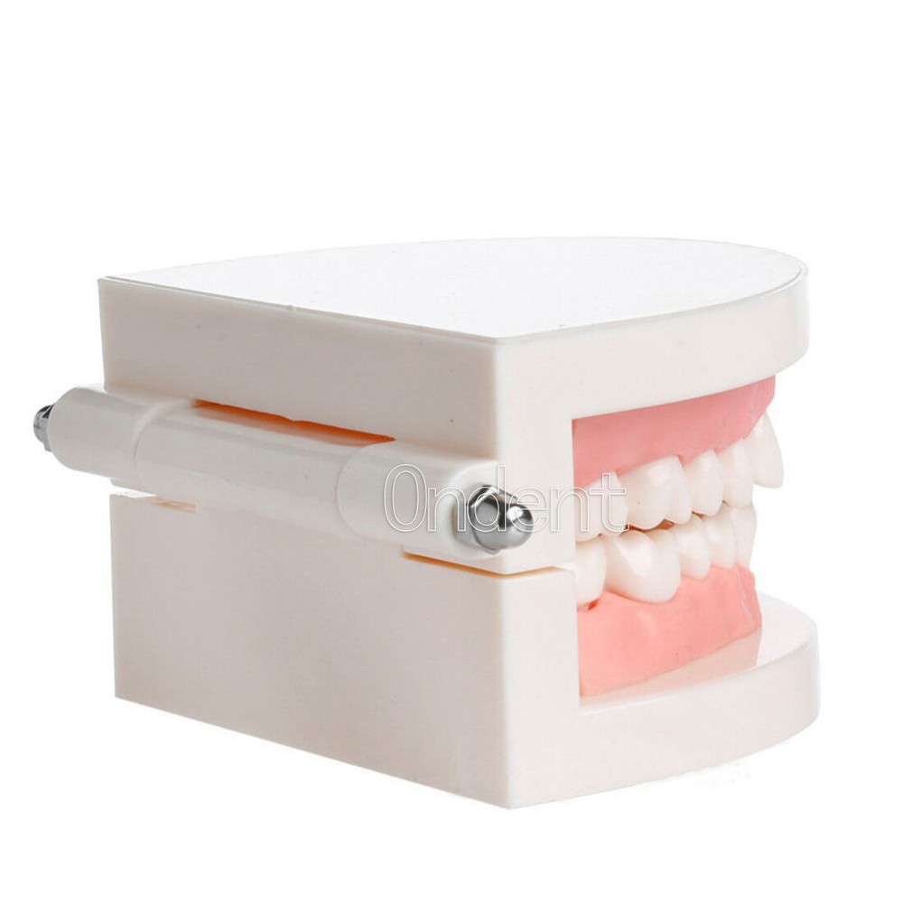 Dental Standard Tooth Model Dentist Teaching Demonstration Study Full 28 Teeth