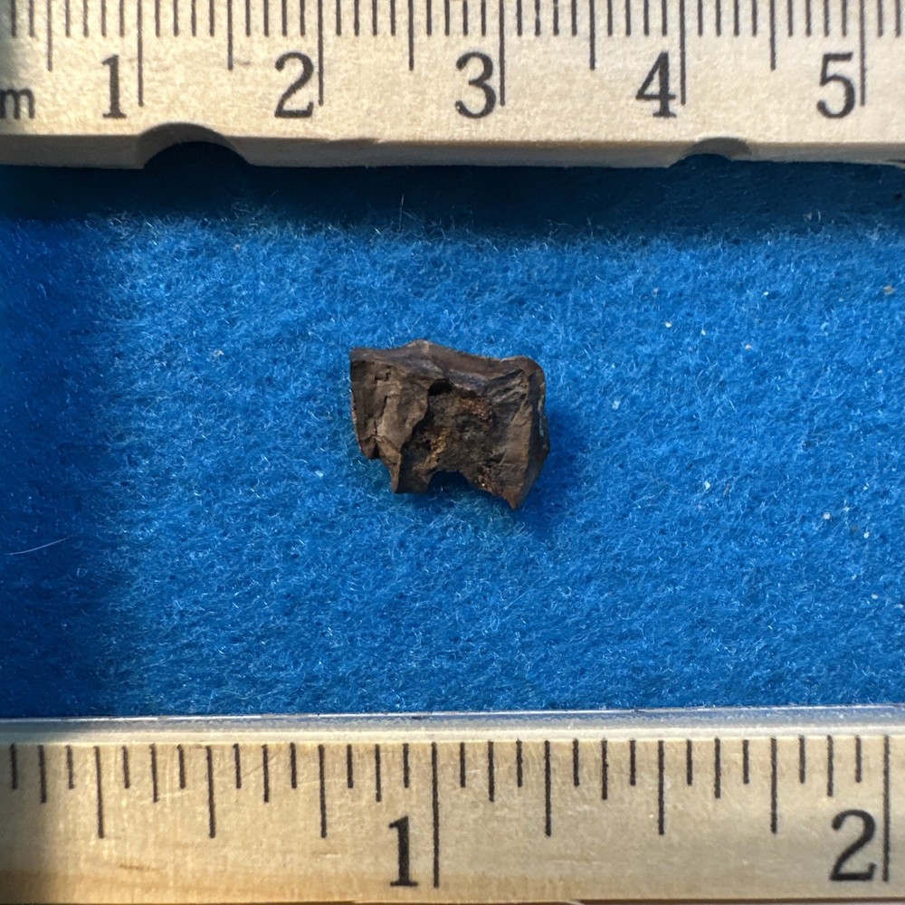 Triceratops Extinct Dinosaur Partial Tooth Fossil in Display Case