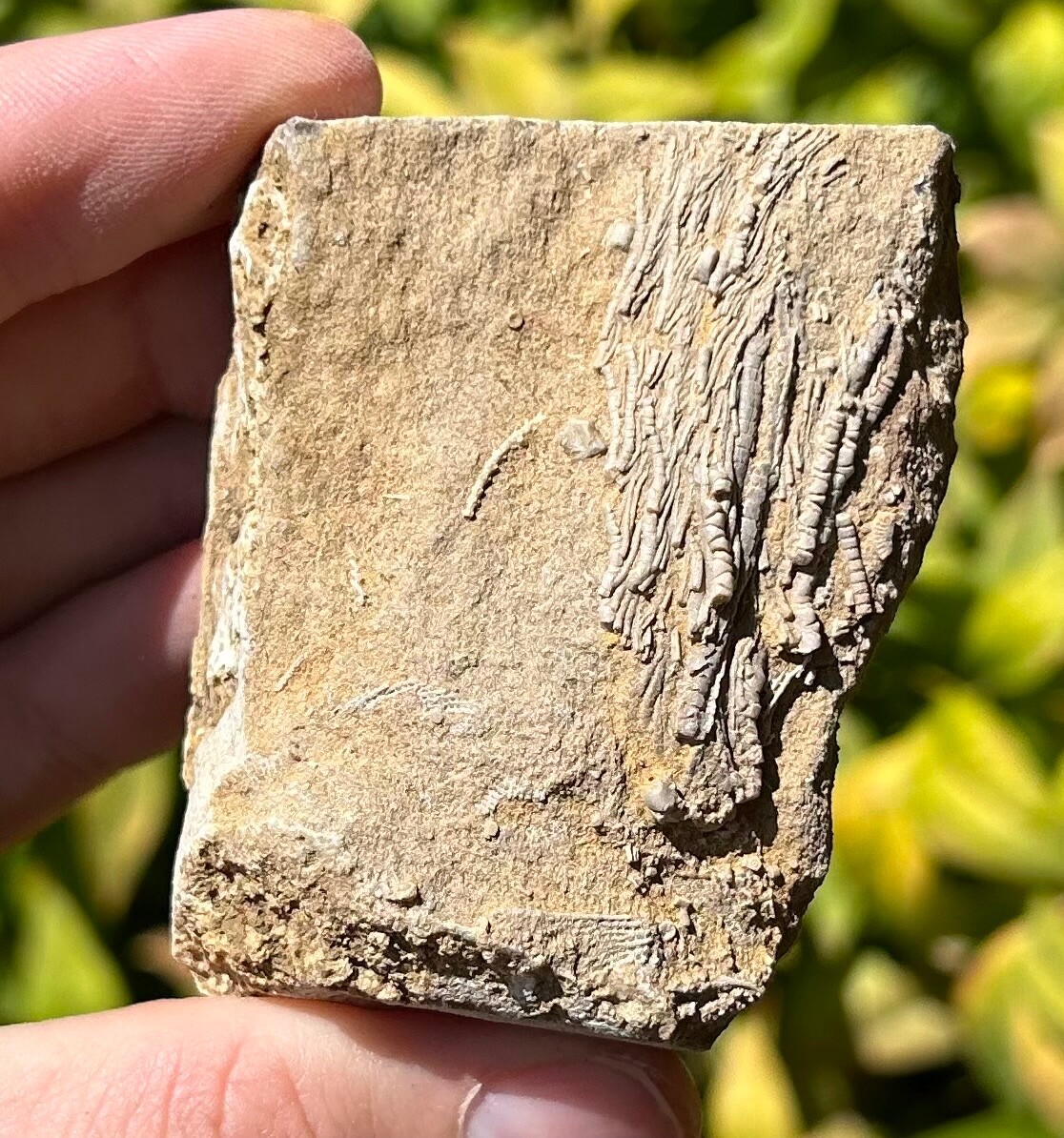 Alabama Fossil Crinoid in Matrix Aphelecrinus Bangor Limestone Formation