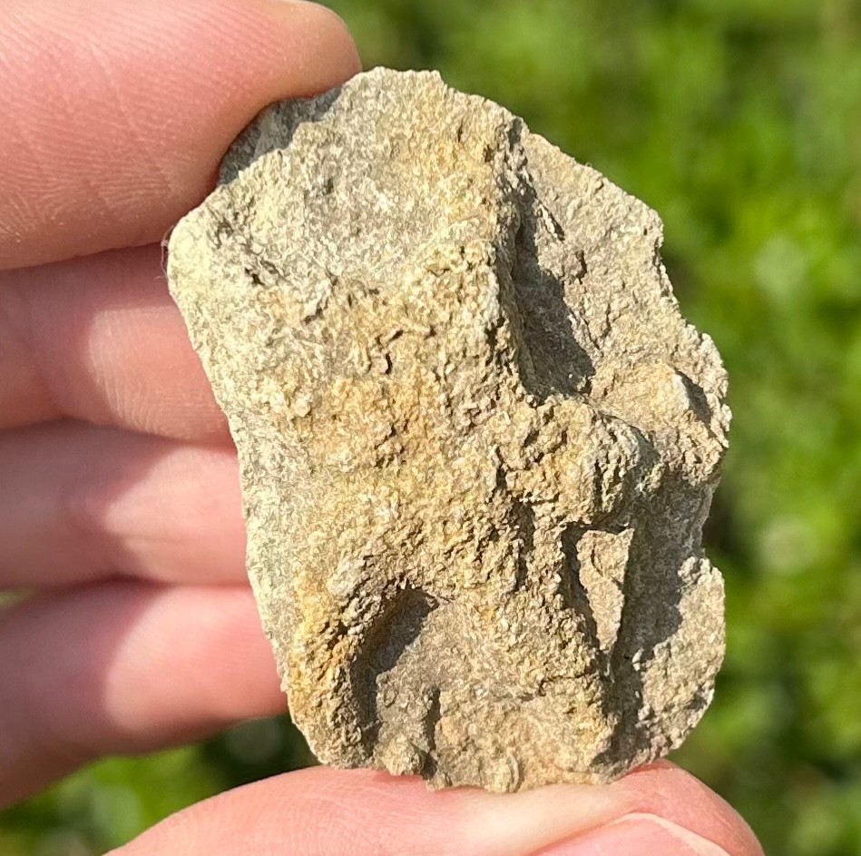 Alabama Fossil Starfish Cast Mississippian Age Bangor Limestone Formation