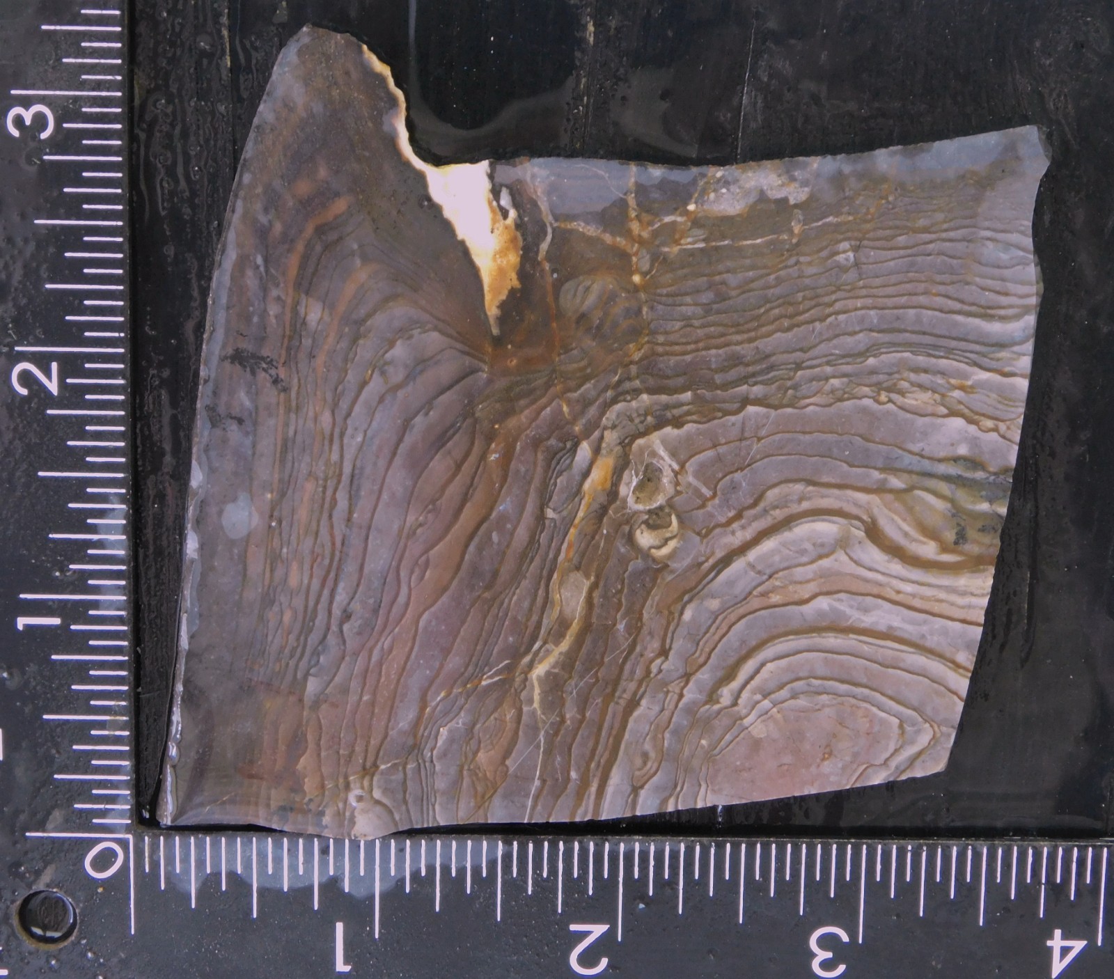 Biggs Jasper lapidary cabbing slab 5mm thick