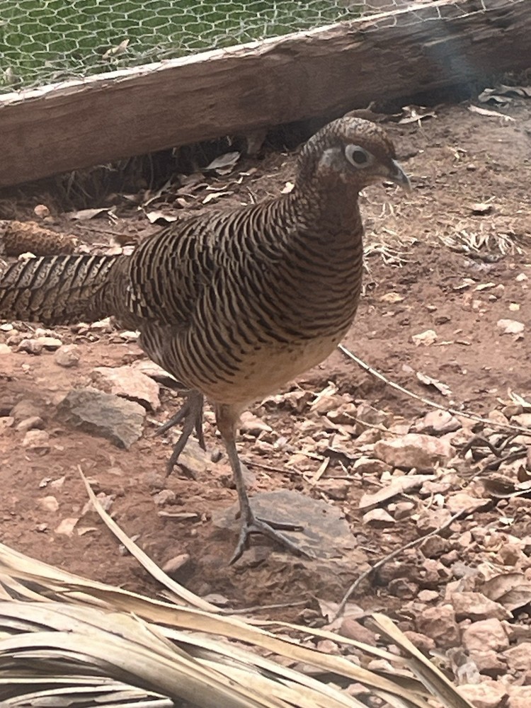 6 Lady Amherst Hatching Eggs Laying Now—Best Shipping Method, Read Description
