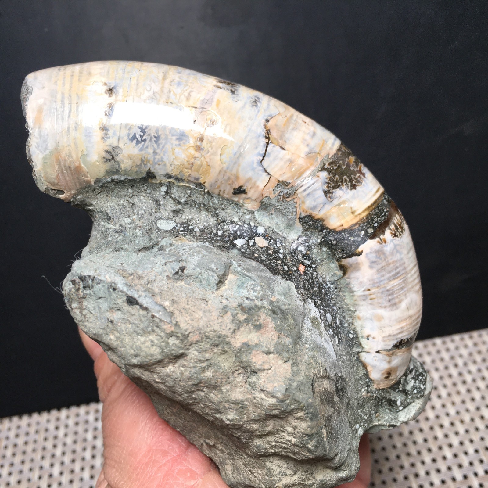 428g natural Carving Home Decoration Specimen Shell Healing md3751