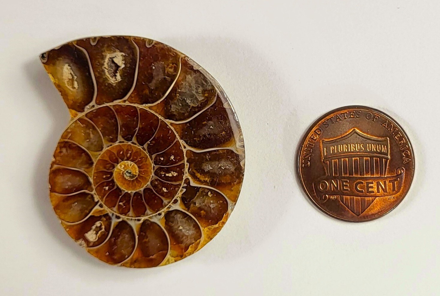 32mm Half Ammonite Spiral Fossil Shell Natural Fossilized Ammolite - Madagascar