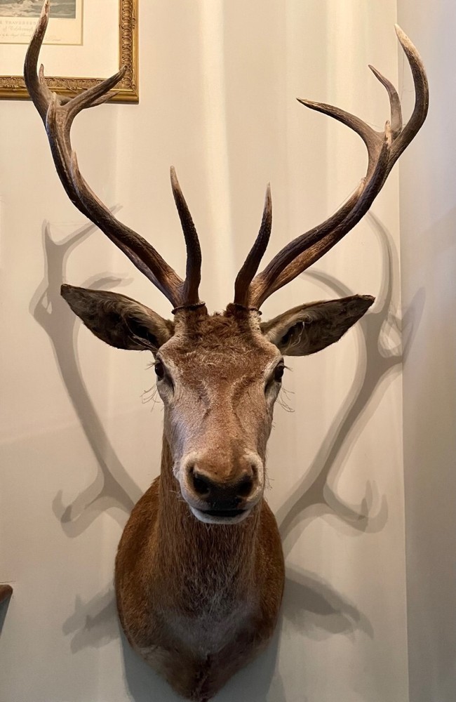 Large Trophy Monted Stag