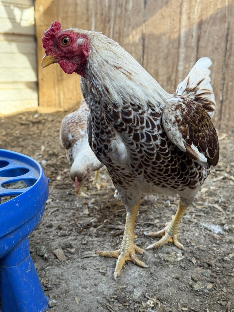 Red white Laced Cornish Bantam Hatching Eggs 10 Pcs