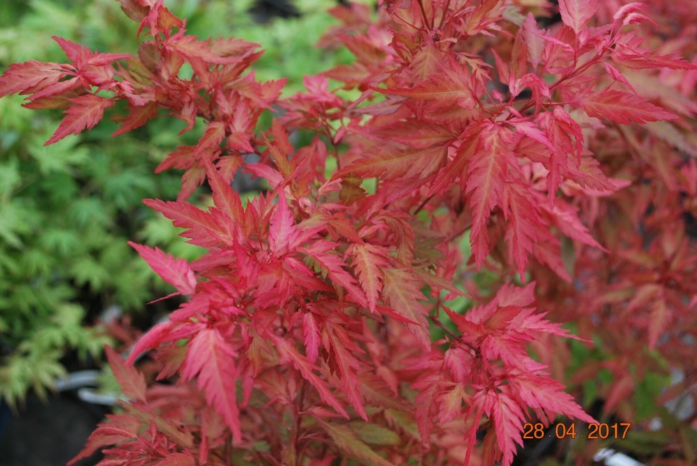 Japanese Maple Cases Hagoromo Rose