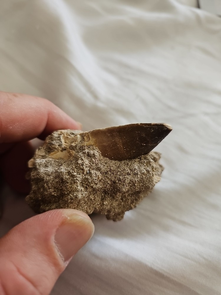 Mosasaurus tooth in Matrix Excellent condition.