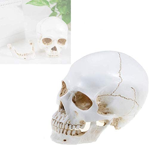 Large Size Retro Removable Human Skull Model Anatomical Teaching Skeleton Head