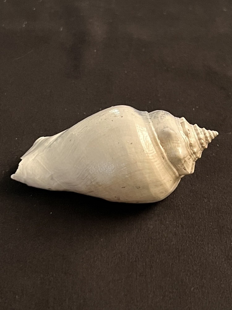 RARE Fossilized FIGHTING CONCH Shell From Central Florida.