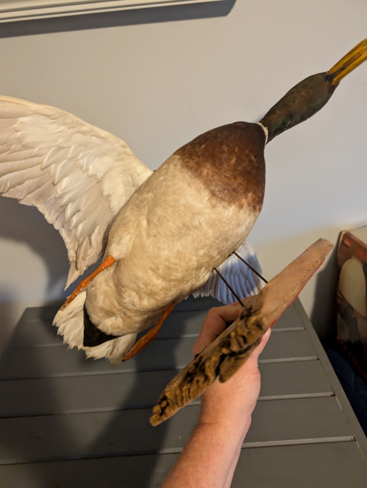 Vintage Antique Taxidermy Wall Mount Mallard Duck Drake on Wood