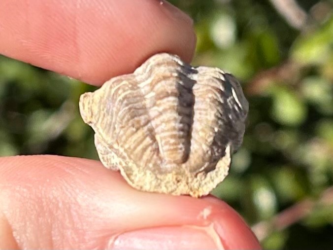 Oklahoma Fossil Trilobite Paciphacops campbelli Devonian Age Bug Enrolled