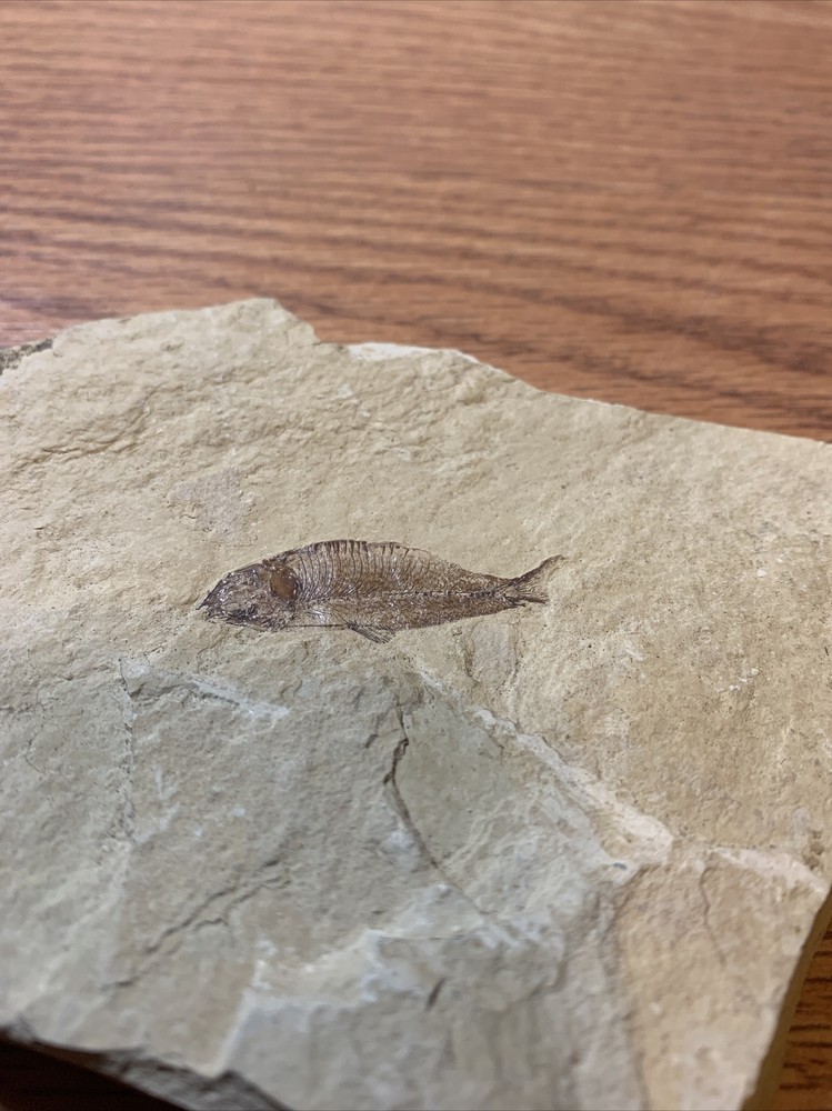 Fish Fossil: River Formation