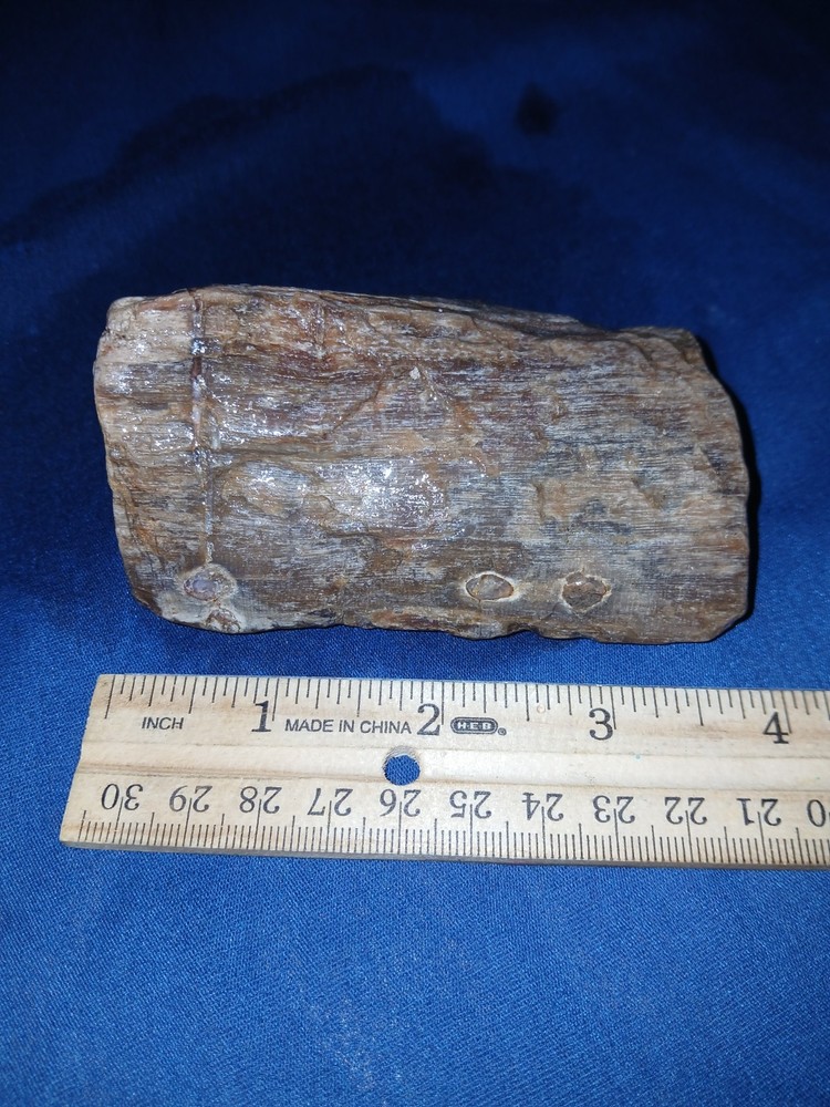 9 oz Agatized Texas Petrified Wood