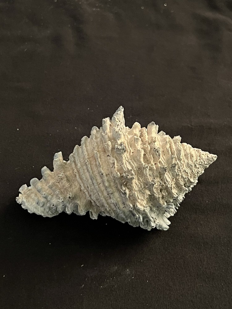 EXTINCT Fossilized VASE Shell From Central Florida & BONUS Shell.