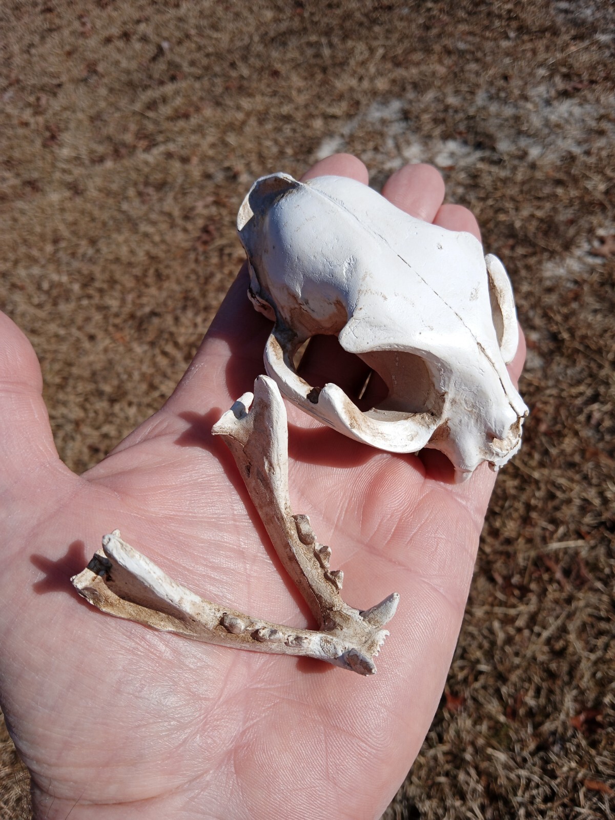 High Quality Replica Resin 😺 Cat Skull. Beautiful Display Cat Skull. Y3