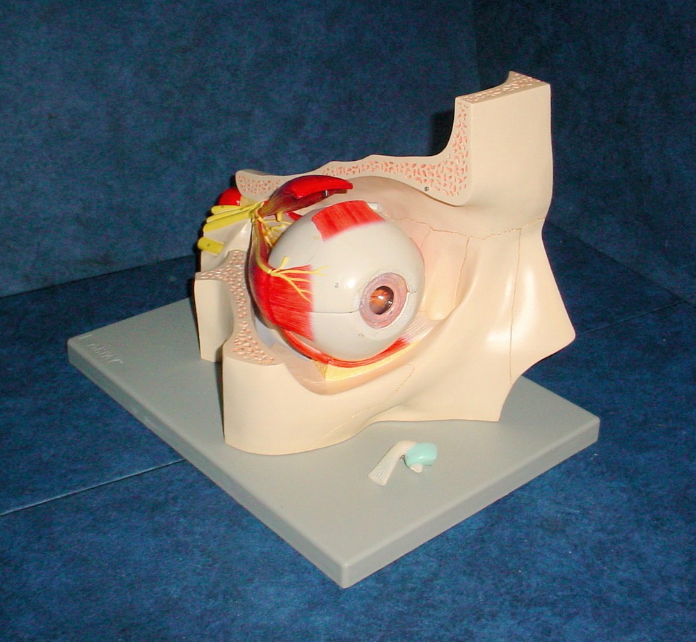 Altay Scientific Eye with Orbit Model - 5 Times Normal Size #8