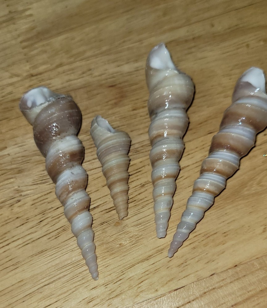 4 Spire Shape Natural Seashells