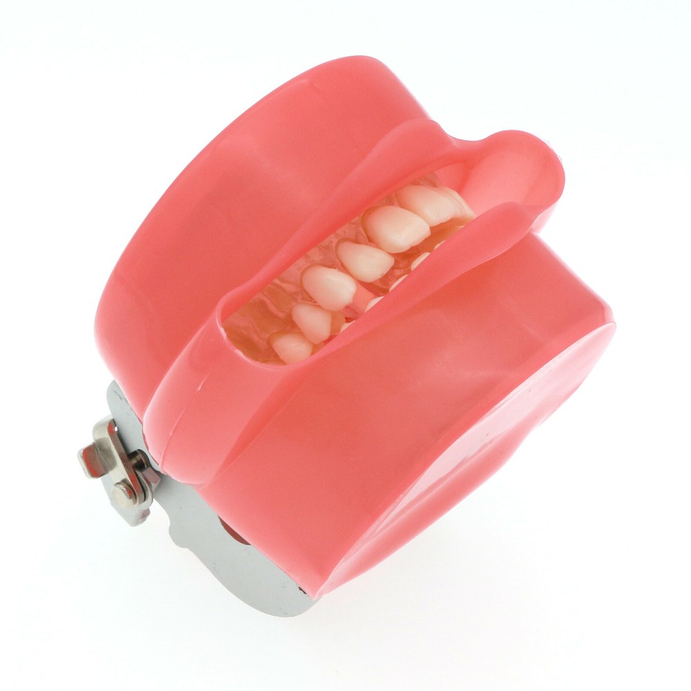 Dental Typodont Practice Removable Teeth Model Soft Gum M7008 + Simulation Cheek