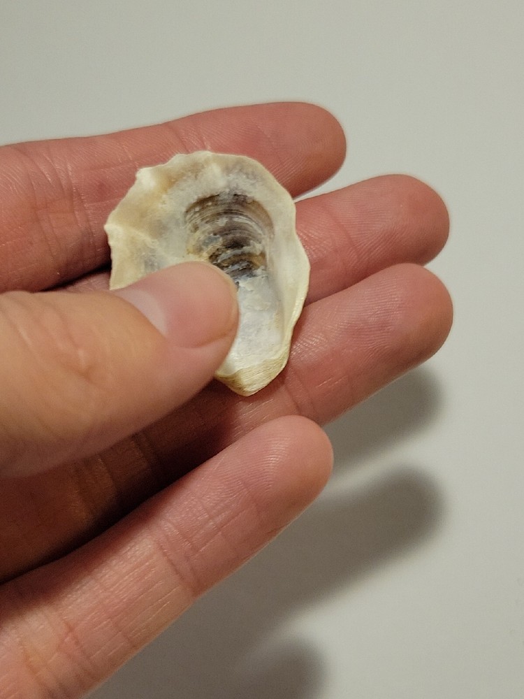 Hand Picked Floridian Sea Shell - Eastern Oyster