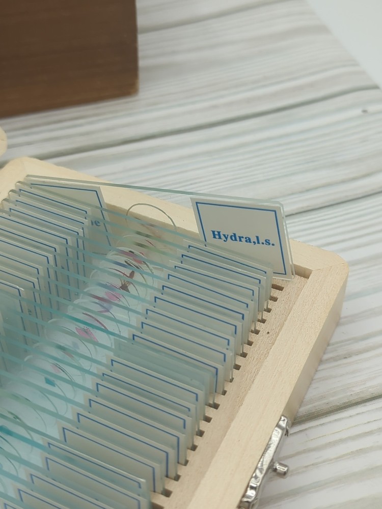 AmScope PS25 Prepared Microscope Slide Set for Basic Biological Science