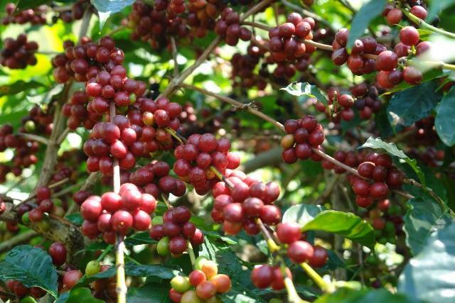 5, 10 LB SINGLE ORIGIN EAST TIMOR FRESH ROASTED COFFEE LIMITED SUPPLY - ORGANIC