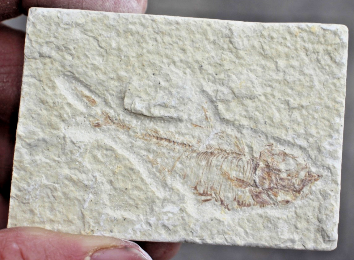 5 Baby Fossil Fish #27 • Knightia & Diplomystus • Ave. Length 2.25" - 2.5"