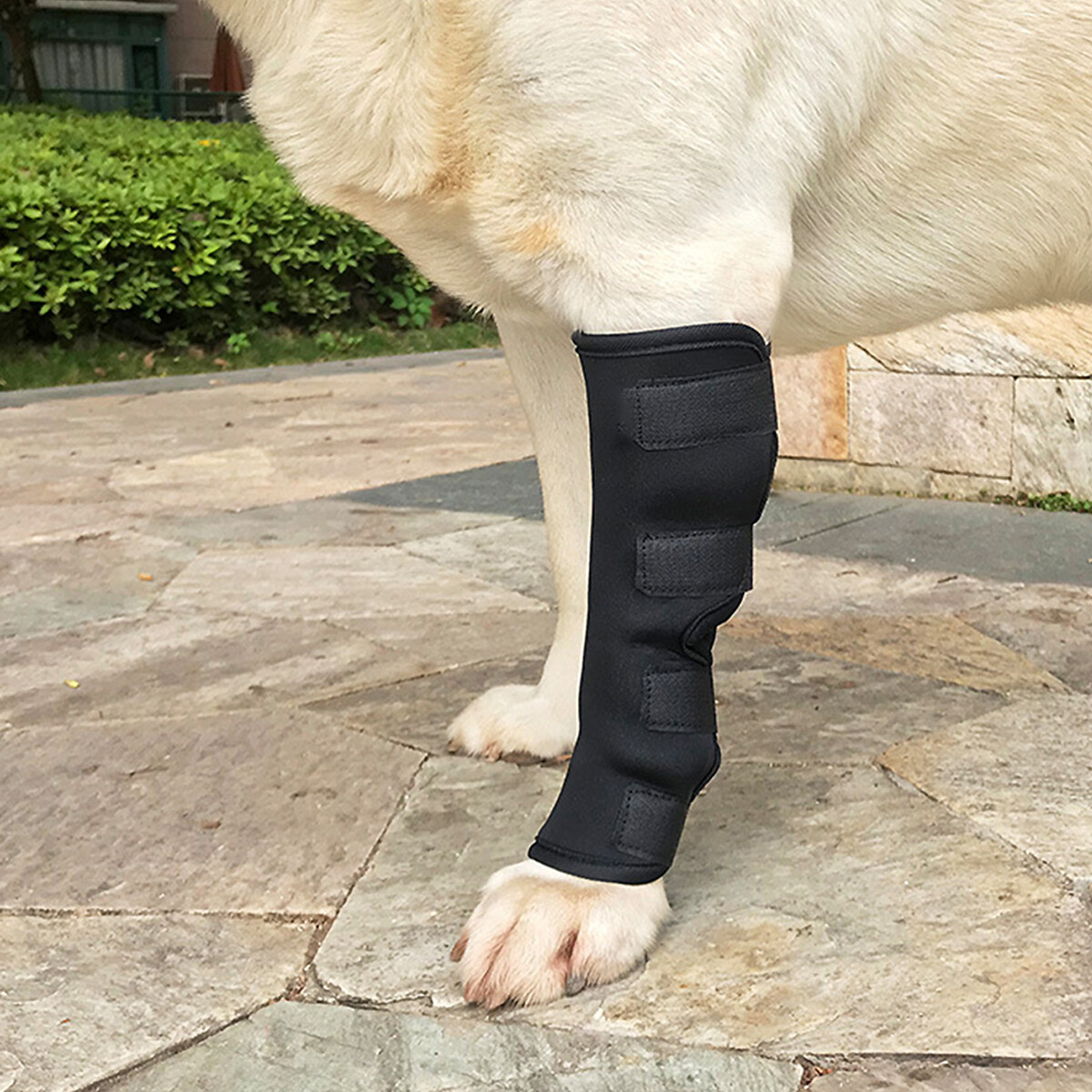 Dog Knee Brace Leg Brace for Sprain ACL Arthritis Joint Pet Dog Back Leg Support