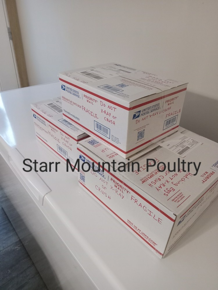 Rare Chocolate Turkey Hatching Eggs