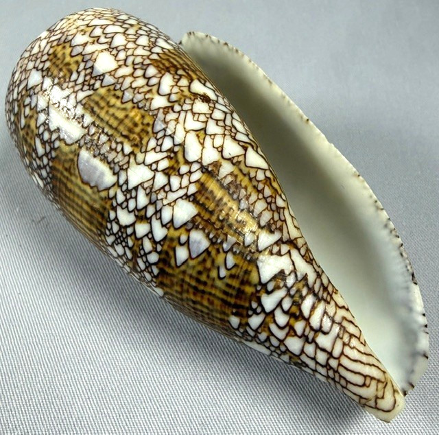 Conus Textile Shell 91.7mm Large Cone shell Bohol, Calituban Island W/Data