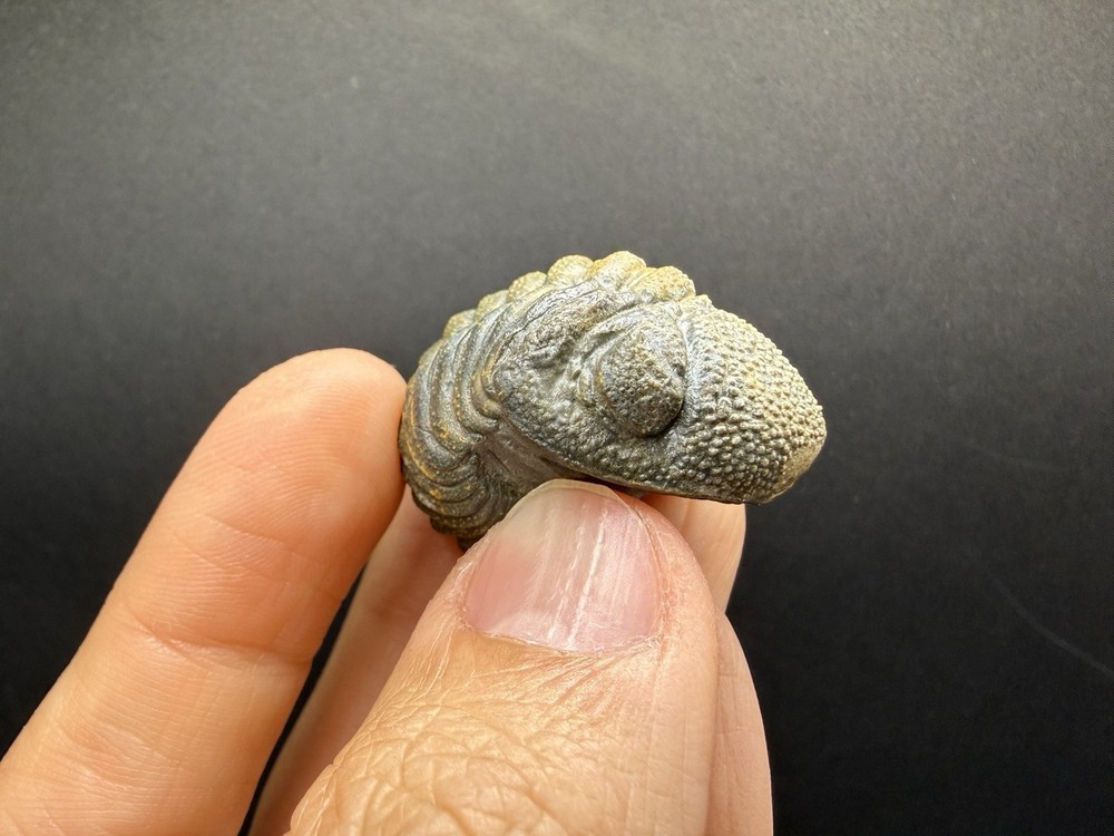 Enrolled Moroccops Trilobite