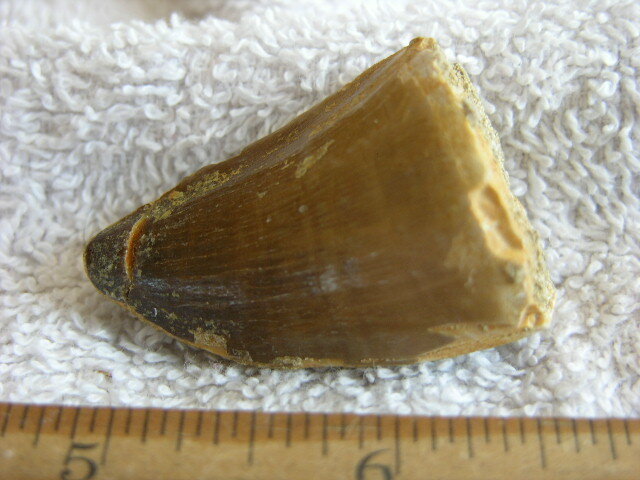 Dinosaur tooth bigger Mosasaurus 1.5-2 inch JS20