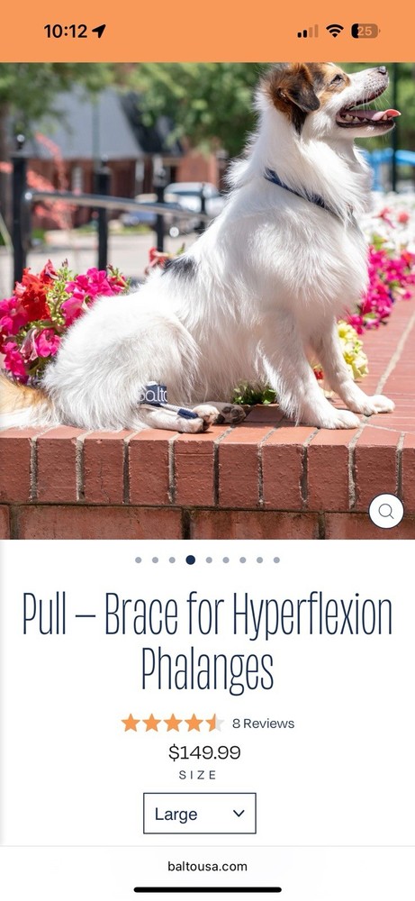 Dog Brace Balto Canine Pull – Brace for Hyperflexion Phalanges Size Large