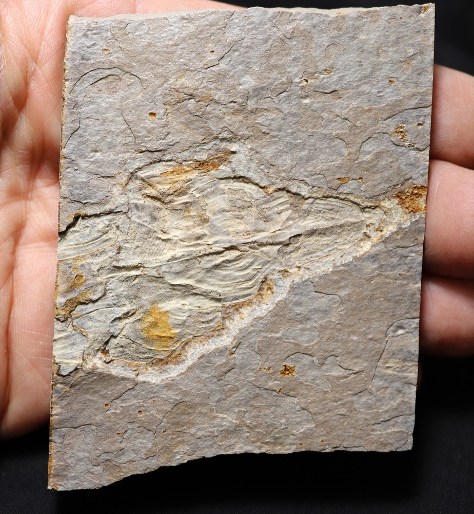Rare Devonian Placoderm Fish Cowralepis from NSW, Australia