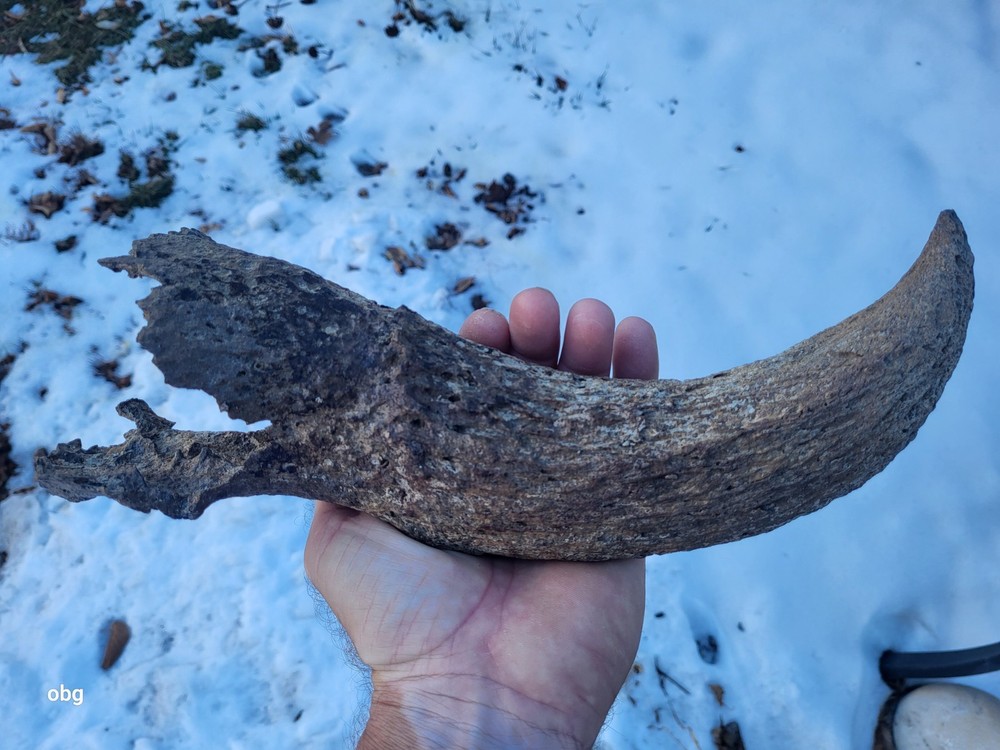 Historic Bison Horn Core Partial Skull river find
