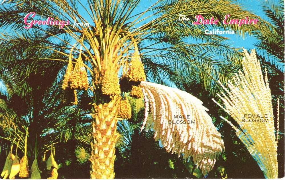 PICTURESQUE DATE PALMS, INDIO, CA - PC6242