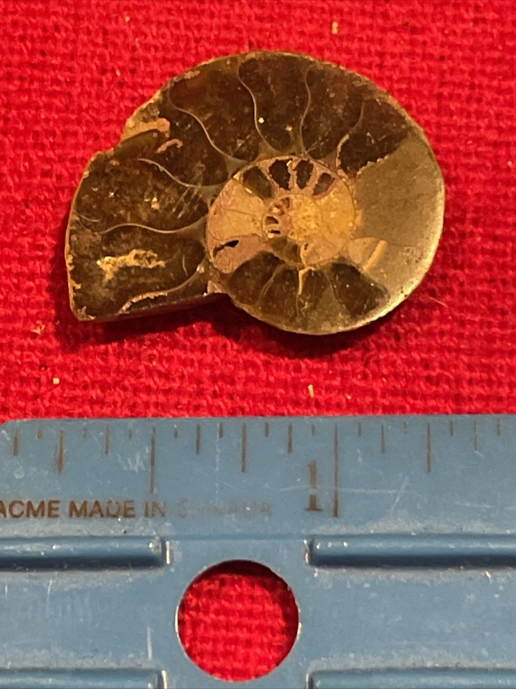 prehistoric Sea animals, Fossilized