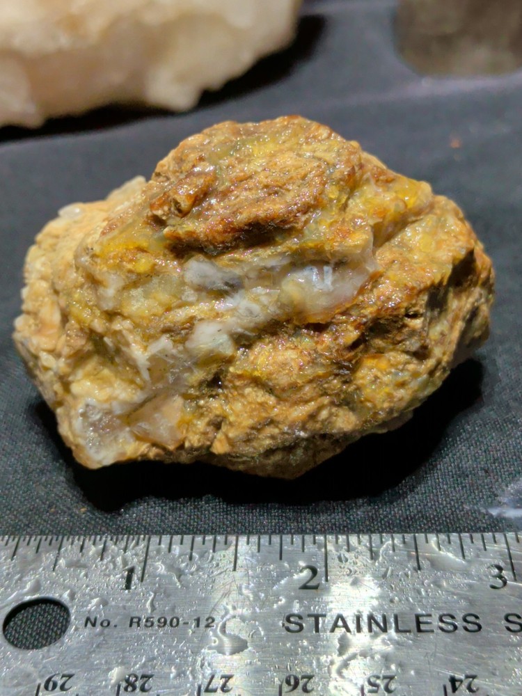 Petrified Wood Specimen Natural Form (7oz)
