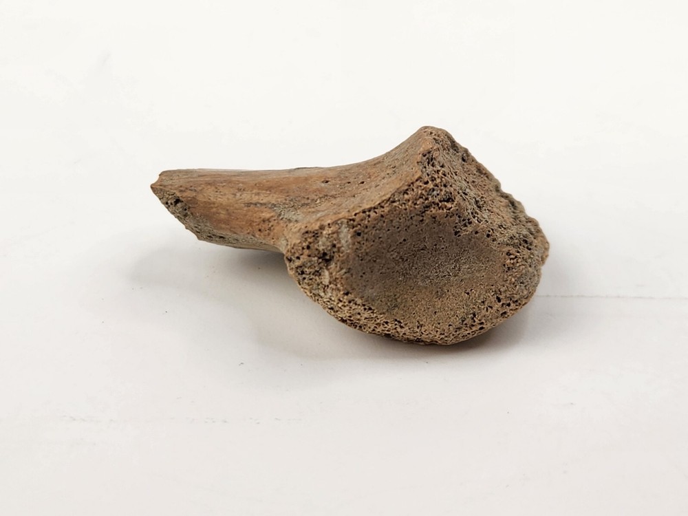 Turtle Scapula Fossil - Judith River Fm. - Hill Co., MT