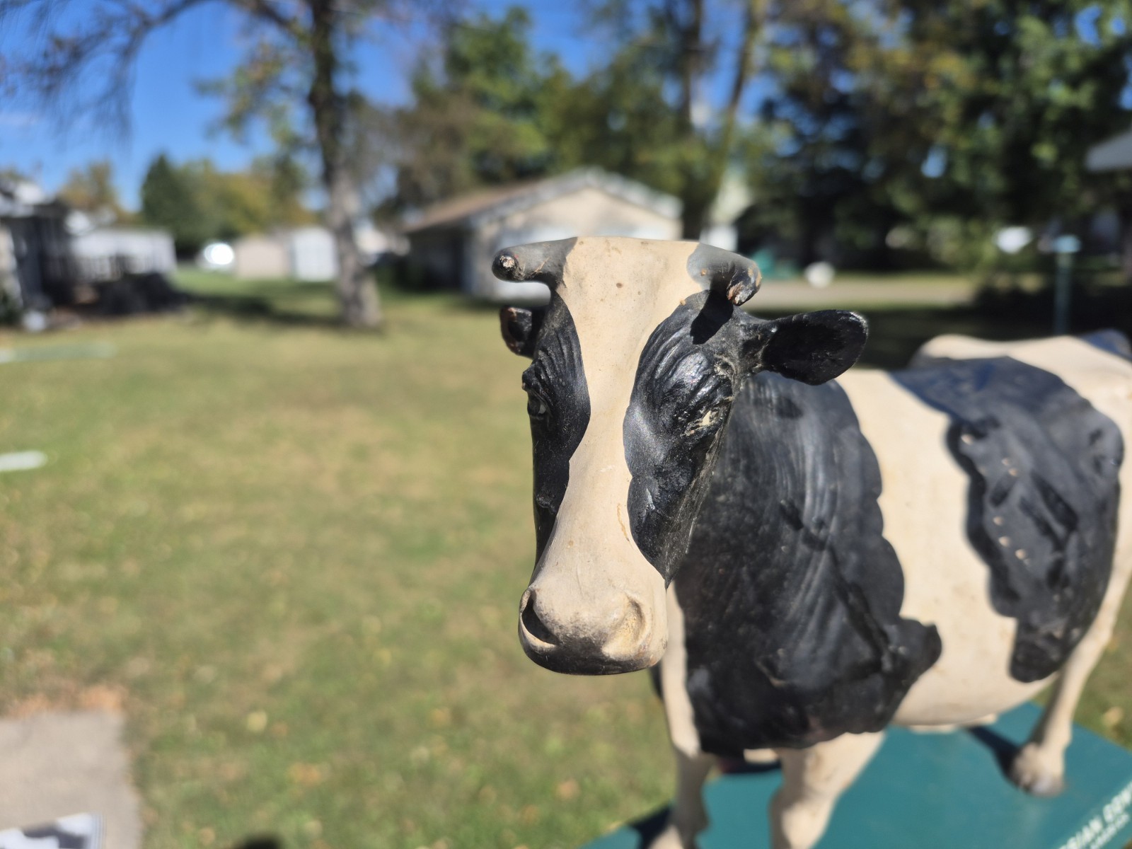 Vtg 1950s True Type Holstein Friesian Large Cow Brattleboro VT Store Display