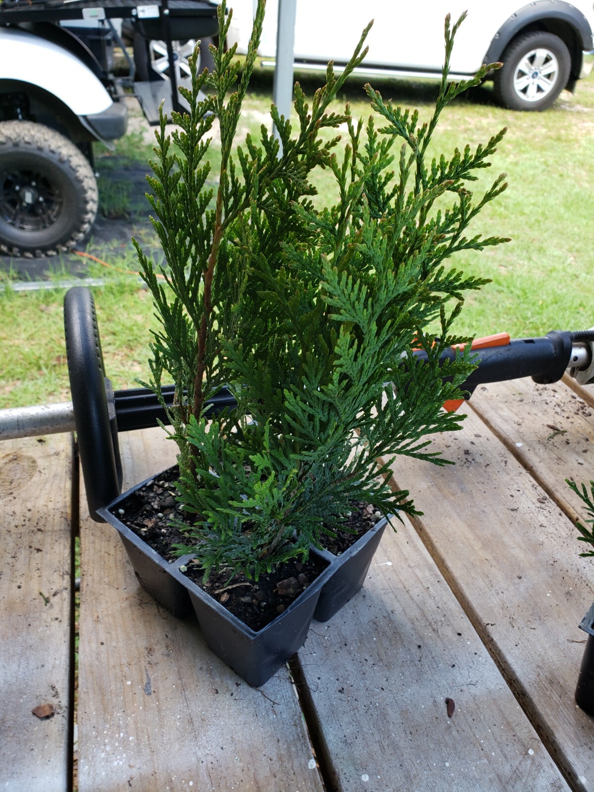 Green Giant Arborvitae, fast growing, privacy, five to 50 plants, FREE shipping