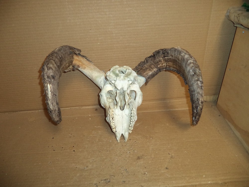 Ram Skull 18" horns Real/Art/Decor/Oddities