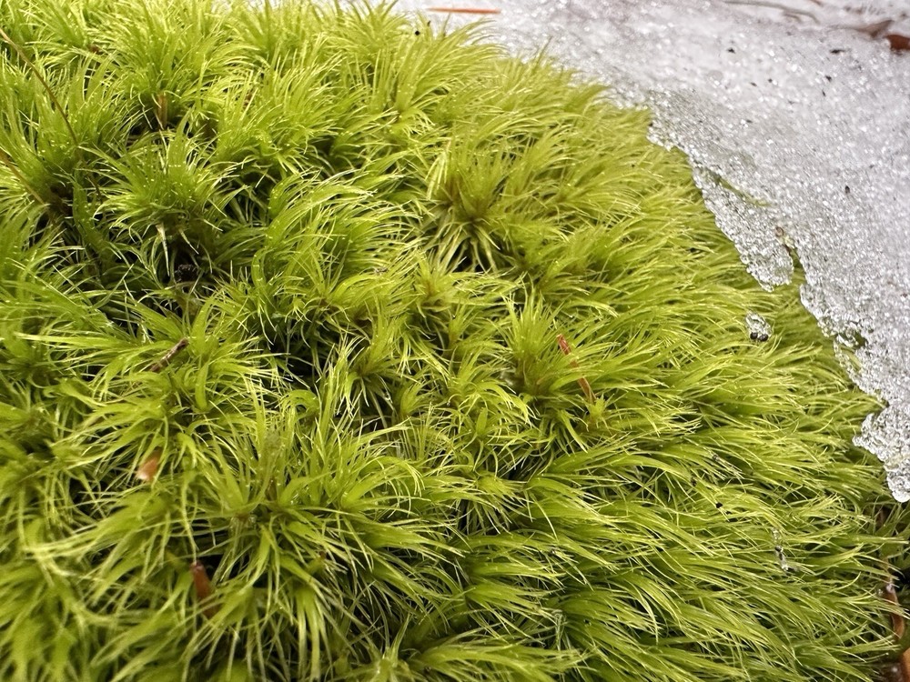 Live Broom Fork Moss