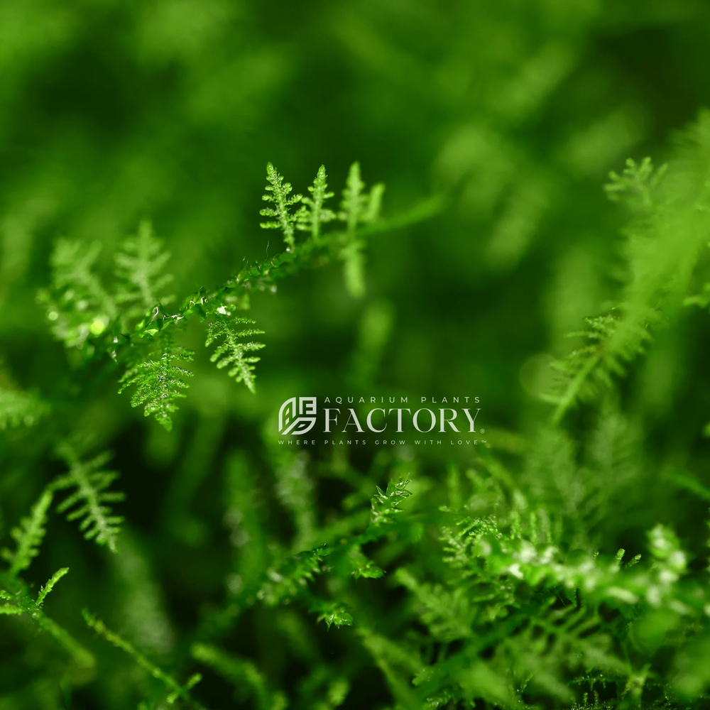 Snowflake Moss | Aquarium Plants Factory®