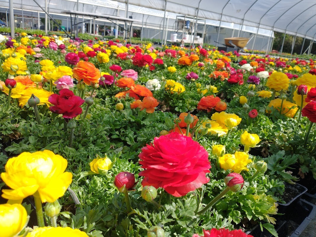 100 Ranunculus Bulbs DOUBLE Buttercups Spring BARGAIN!