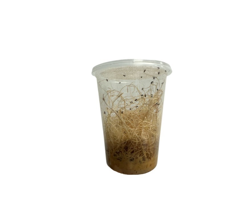 Flightless Fruit Fly Cultures Freshly Started