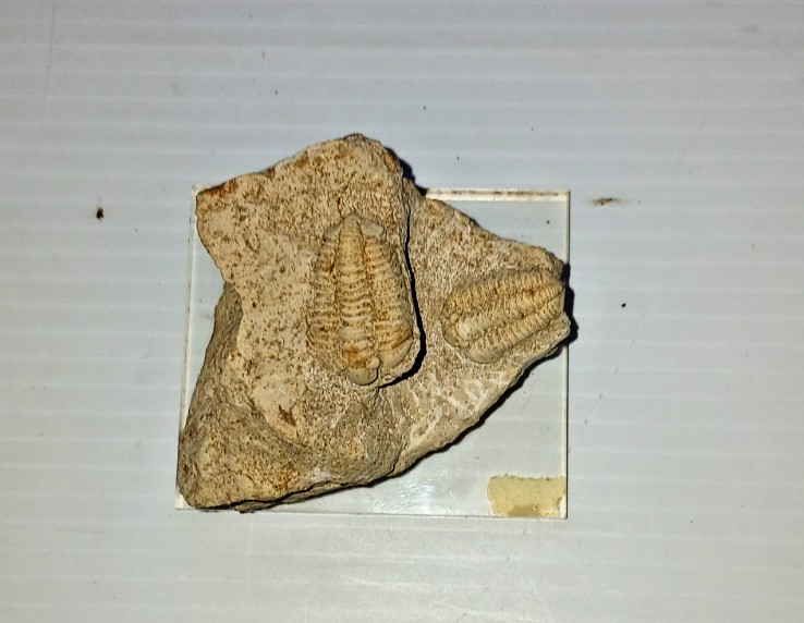 2 Trilobite Fossil