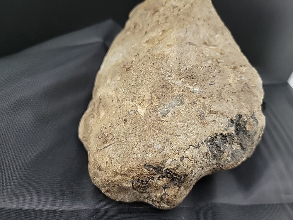 fossilized clam shell